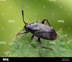 Attēlu rezultāti vaicājumam “Capsus ater”