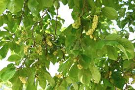 Attēlu rezultāti vaicājumam “Magnolia kobus fruit”