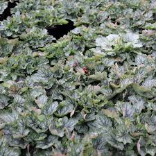 Image result for Heuchera Metallica