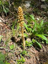 Attēlu rezultāti vaicājumam “Neottia nidus-avis bud”