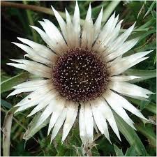 Image result for Silberdistel