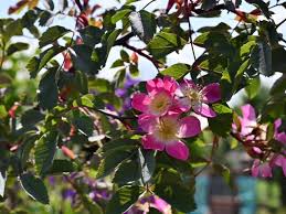 Attēlu rezultāti vaicājumam “Rosa glauca leaf”