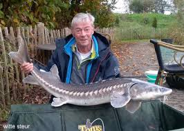 Image result for Acipenser transmontanus