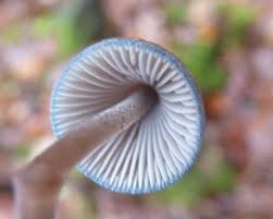 Attēlu rezultāti vaicājumam “Mycena amicta”