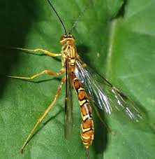 Attēlu rezultāti vaicājumam “Oxyrrhynchium hians var. rigidum macro”