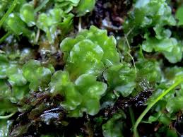 Attēlu rezultāti vaicājumam “Pellia neesiana”