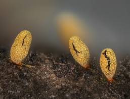 Attēlu rezultāti vaicājumam “Licea minima spores”