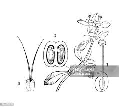 Attēlu rezultāti vaicājumam “Callitriche verna flower”