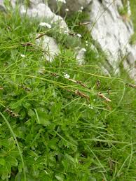 Attēlu rezultāti vaicājumam “Anthracoidea”