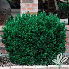 Attēlu rezultāti vaicājumam “Euonymus”