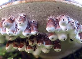 Attēlu rezultāti vaicājumam “Agathomyia wankowiczii”