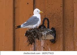 Attēlu rezultāti vaicājumam “Rissa tridactyla nest”