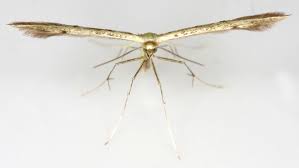 Attēlu rezultāti vaicājumam “Adaina microdactyla”