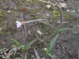Attēlu rezultāti vaicājumam “Epilobium palustre flower”