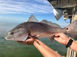 Image result for Sciaenops ocellatus