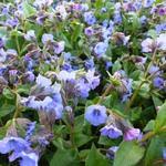 Image result for Pulmonaria Silverado