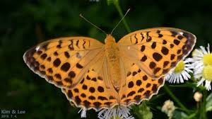 Attēlu rezultāti vaicājumam “Argynnis laodice”