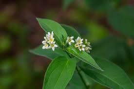 Attēlu rezultāti vaicājumam “Vincetoxicum hirundinaria”