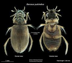 Attēlu rezultāti vaicājumam “Comatricha pulchella macro”