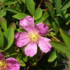 Attēlu rezultāti vaicājumam “Rosa majalis fruit”