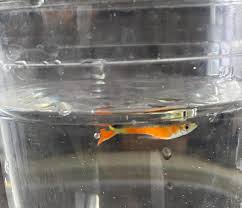 Attēlu rezultāti vaicājumam “Willkommlangea reticulata young”