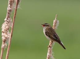 Attēlu rezultāti vaicājumam “Acrocephalus schoenobaenus”