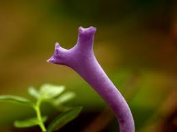 Attēlu rezultāti vaicājumam “Ramariopsis pulchella”