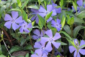 Attēlu rezultāti vaicājumam “Vinca minor flower”