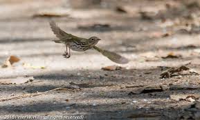 Image result for Seiurus aurocapilla