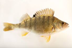 Attēlu rezultāti vaicājumam “Perca fluviatilis”