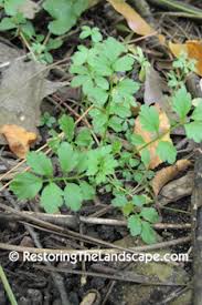 Attēlu rezultāti vaicājumam “Cardamine impatiens”