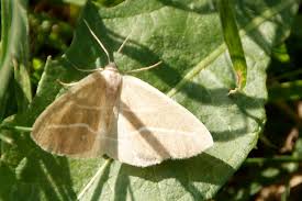 Attēlu rezultāti vaicājumam “Hylaea fasciaria”