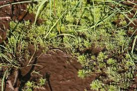Attēlu rezultāti vaicājumam “Myriophyllum alterniflorum”