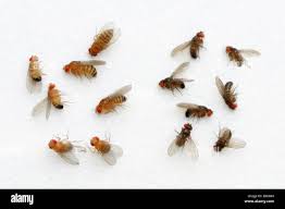 Attēlu rezultāti vaicājumam “Drosophila melanogaster”