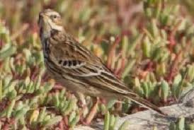 Image result for Anthus cervinus