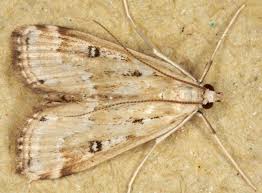 Attēlu rezultāti vaicājumam “Parapoynx stratiotata male”