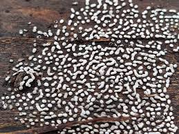 Attēlu rezultāti vaicājumam “Physarum braunianum plasmodium”