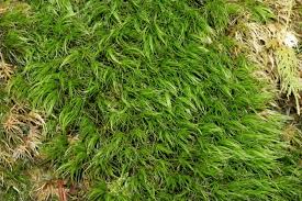 Attēlu rezultāti vaicājumam “Paraleucobryum longifolium”