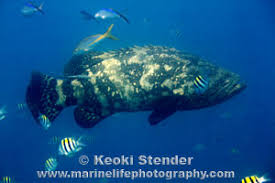 Image result for Epinephelus itajara