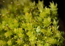 Attēlu rezultāti vaicājumam “Aulacomnium androgynum”