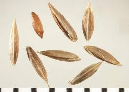 Attēlu rezultāti vaicājumam “Poa trivialis flower”