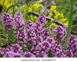 Attēlu rezultāti vaicājumam “Thymus pulegioides flower”