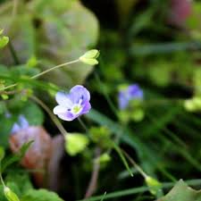 Attēlu rezultāti vaicājumam “Veronica filiformis bud”