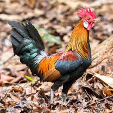 Attēlu rezultāti vaicājumam “Gallus”