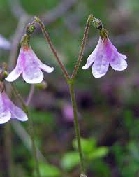 Attēlu rezultāti vaicājumam “Linnaea borealis flower”