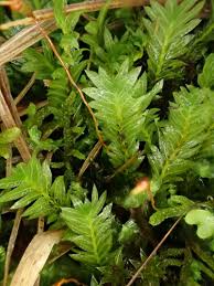 Attēlu rezultāti vaicājumam “Fissidens adianthoides”