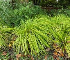 Attēlu rezultāti vaicājumam “Carex loliacea leaf”