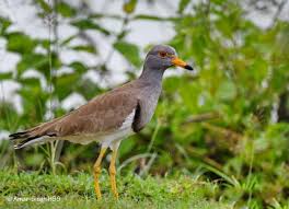 Attēlu rezultāti vaicājumam “Vanellus vanellus adult”