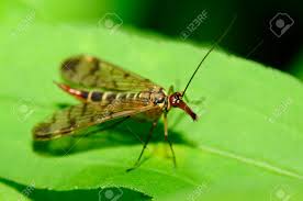 Attēlu rezultāti vaicājumam “Empididae”