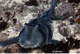 Image result for Heterodontus portusjacksoni